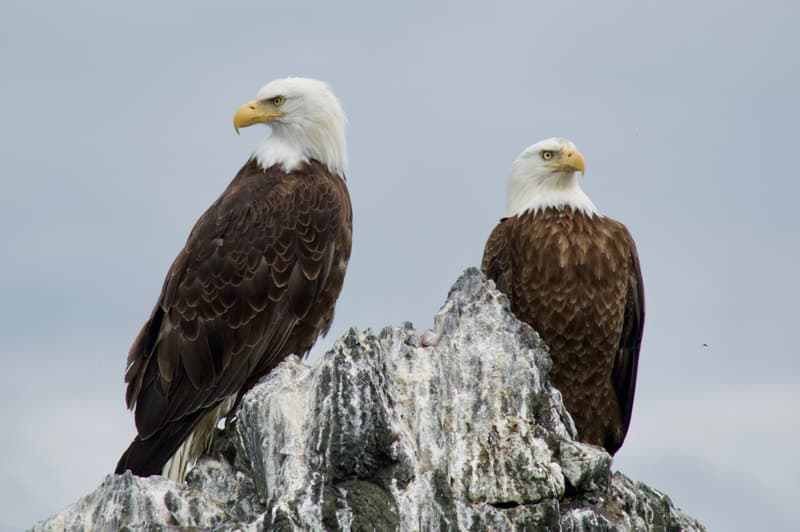 Alaska's Ridgewood Wilderness Lodge